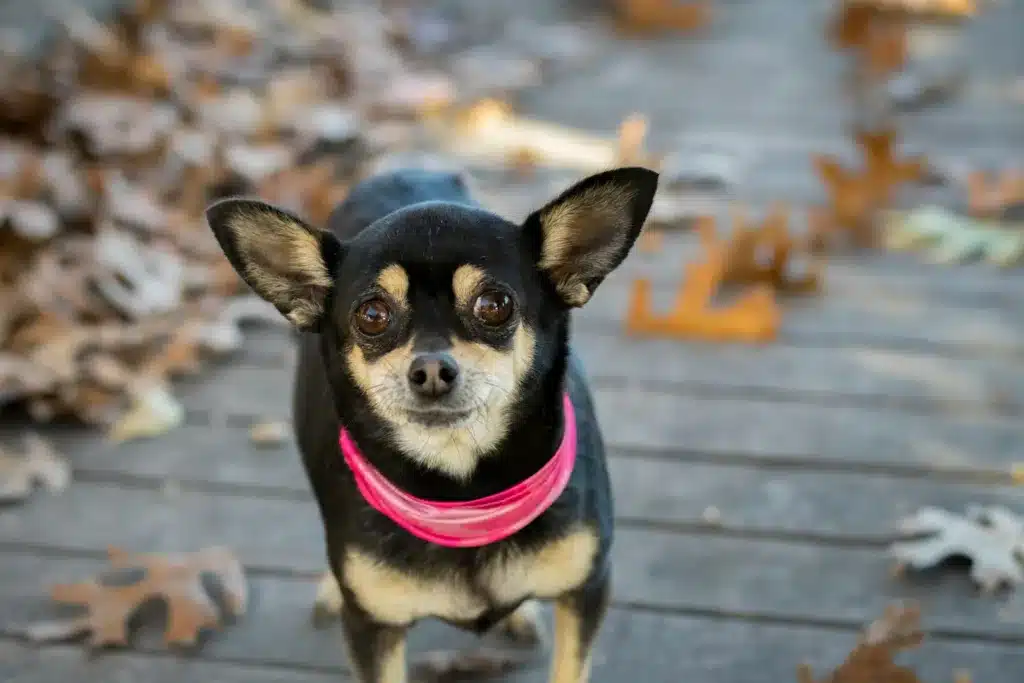 black and brown chihuahua on gray wooden floor during daytime