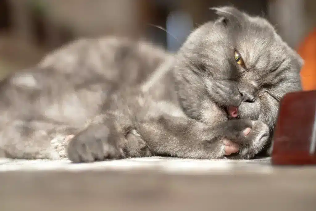 Gray cat licks its paw while lying down.