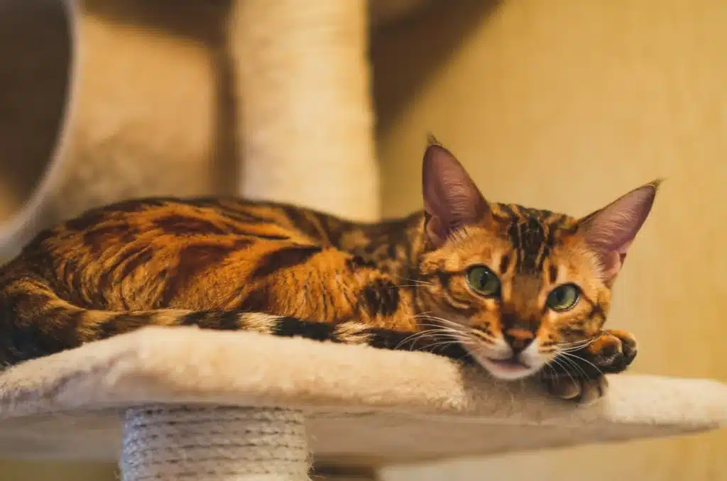 a cat laying on top of a scratching post