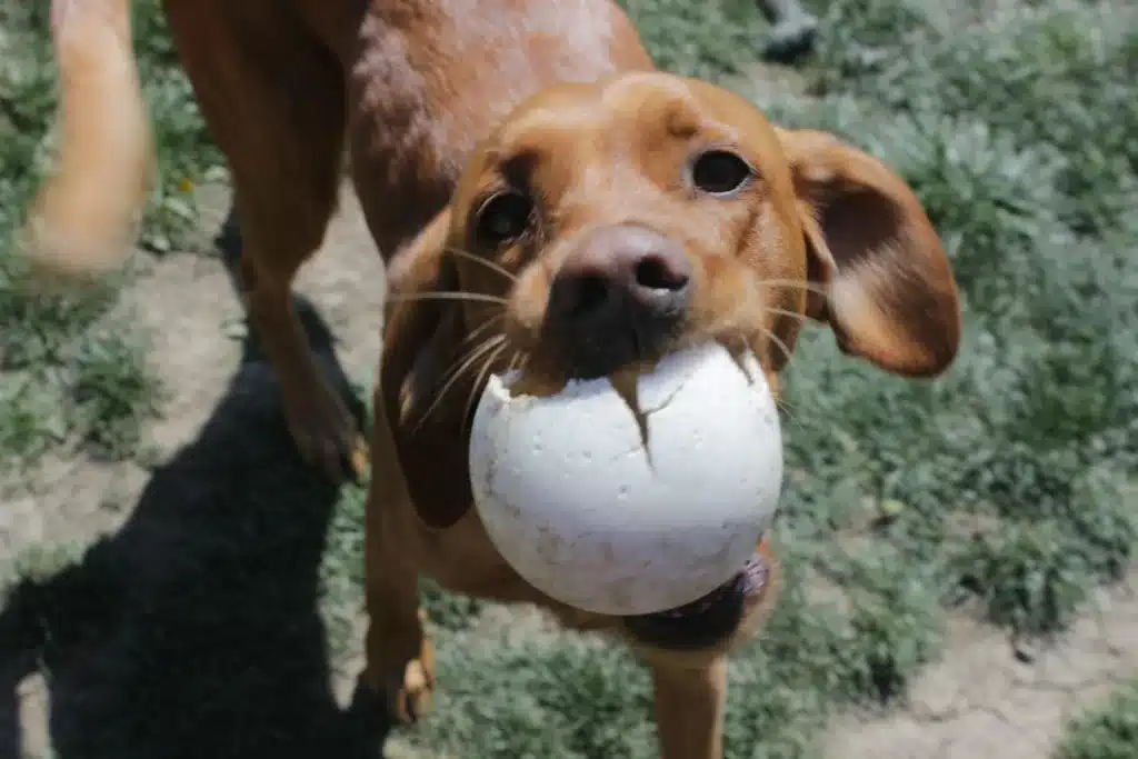 A brown dog holding a white ball in its mouth