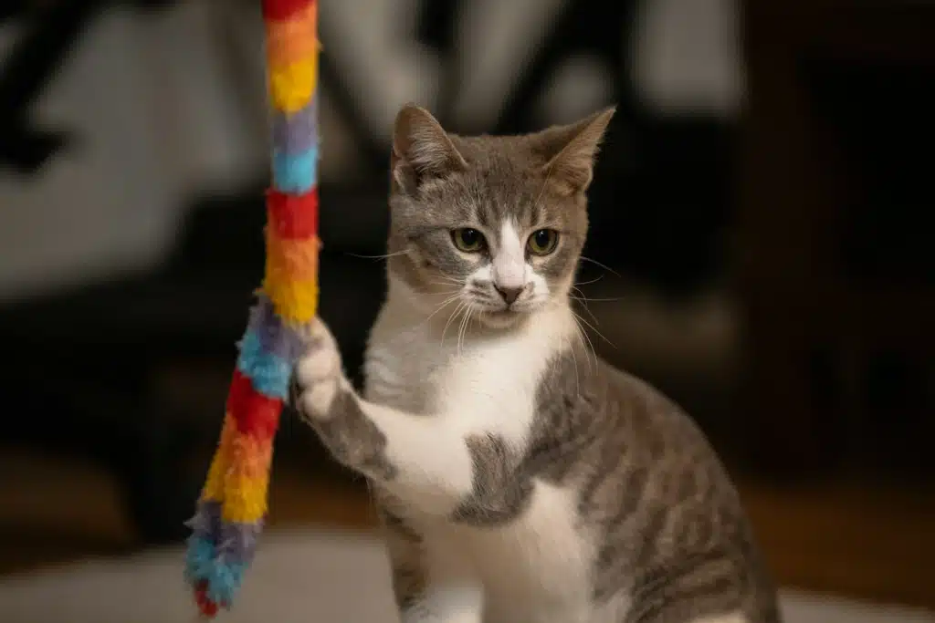 a cat playing with a toy on the floor