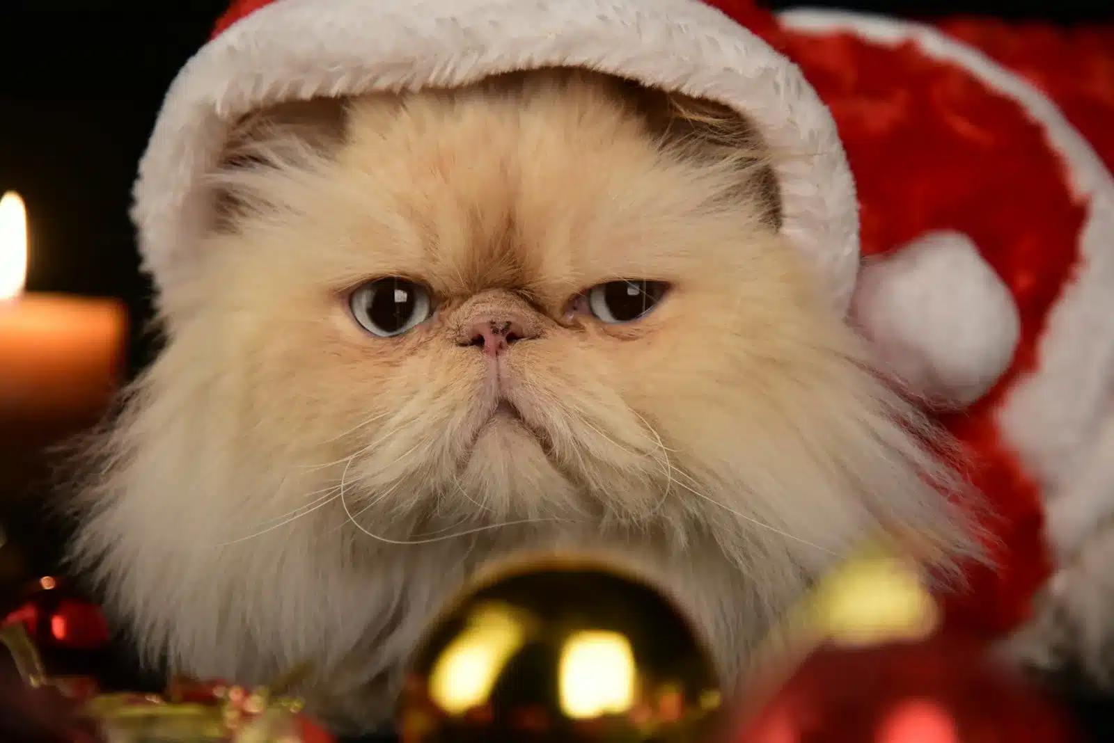 a close up of a cat wearing a santa hat