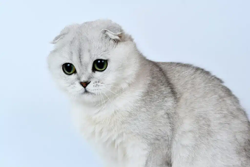 white and gray cat with white background
