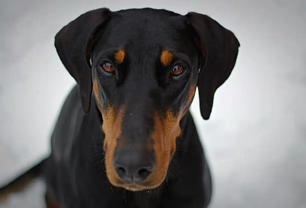 A close-up portrait of a Doberman Pinscher with striking eyes against a snowy backdrop.