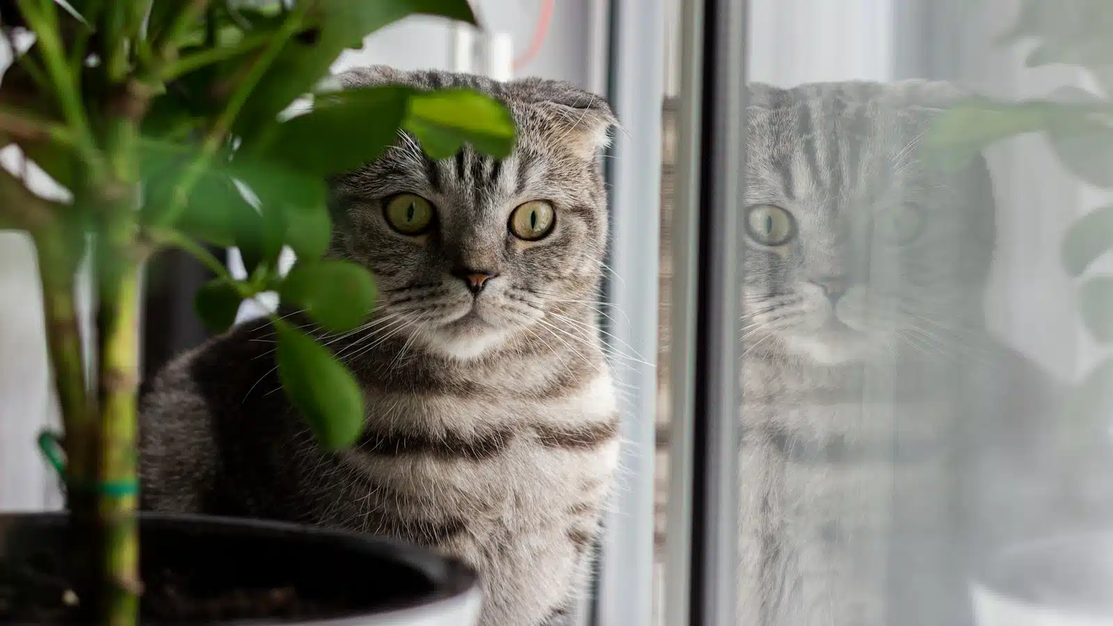 silver tabby cat looking out the window