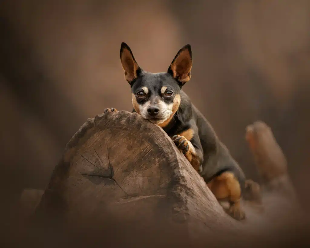 A small dog sitting on top of a rock