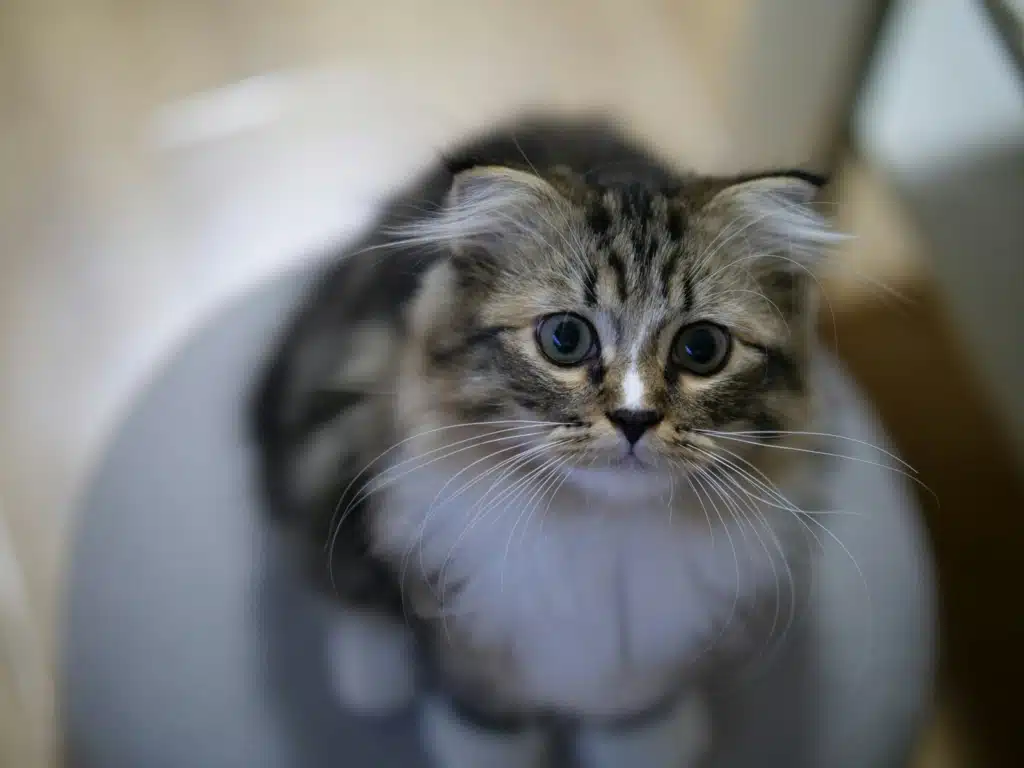 brown tabby cat in white ceramic bathtub