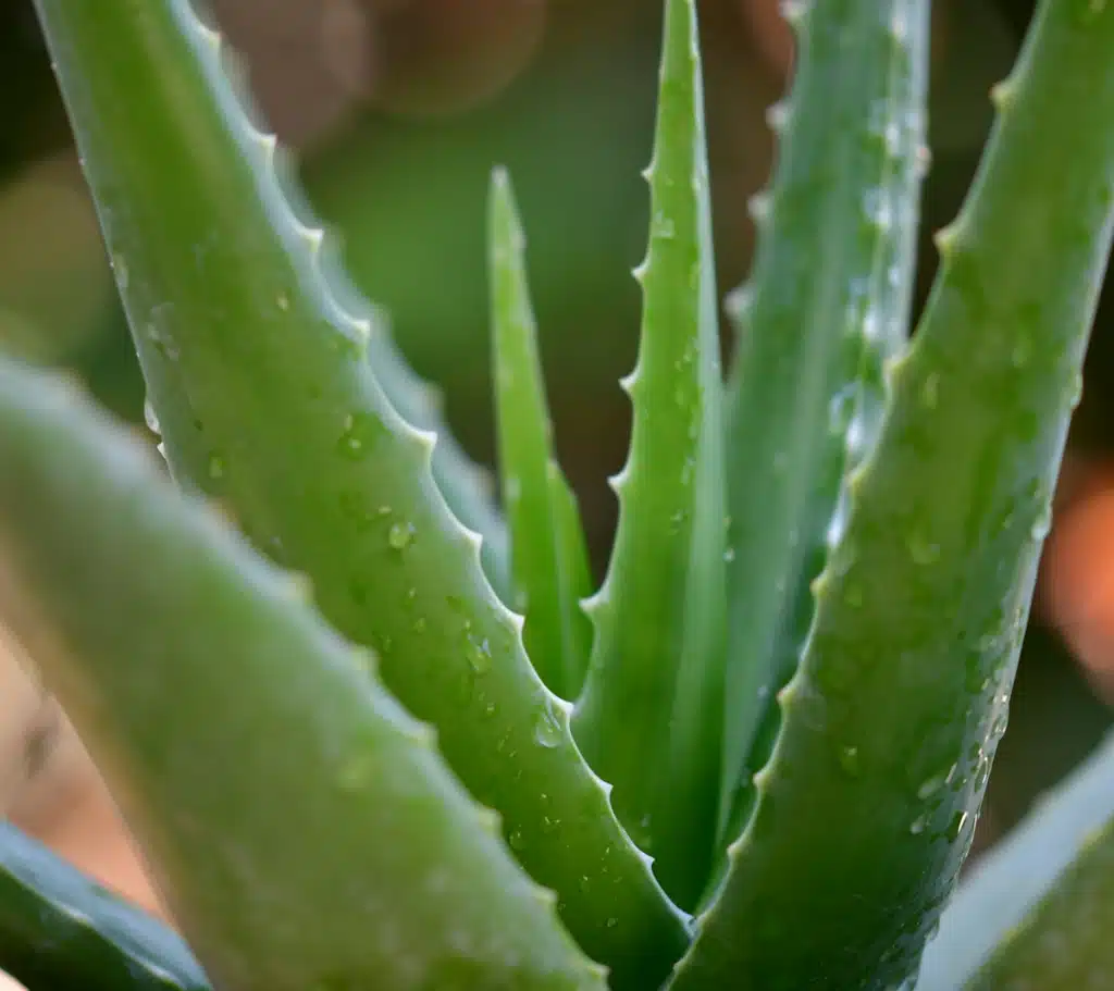 green aloe vera plant