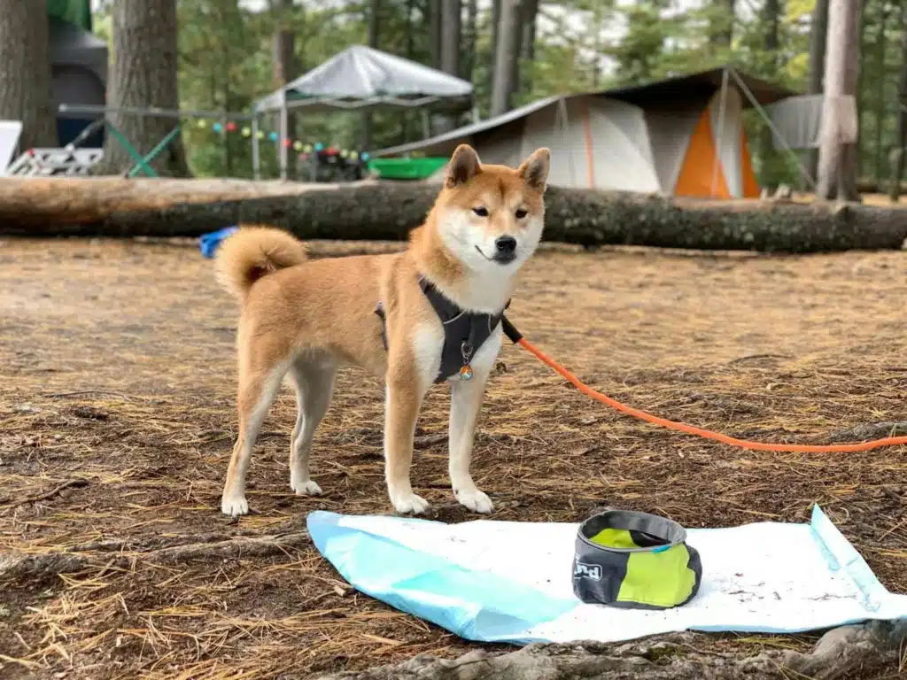 a dog tied to a leash standing next to a surfboard