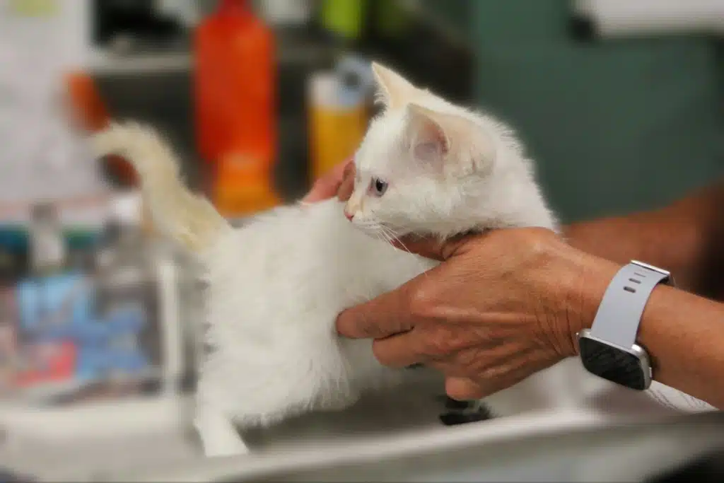 A person holding a small white kitten in their hands