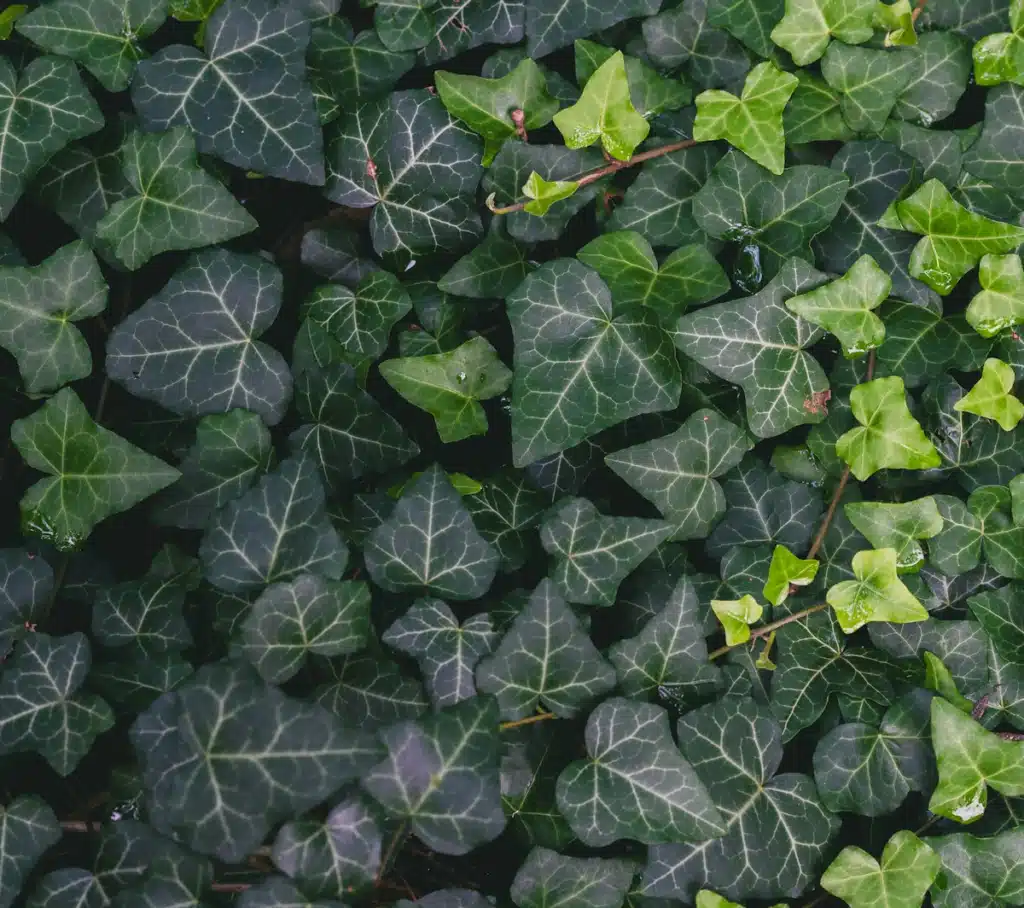 A close up of a bunch of green leaves